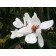 michelia maudiae magnolia seeds