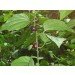 passiflora auriculata saatgut