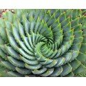Aloe polyphylla - Spiral Aloe seeds, RARE