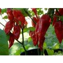 50 seeds of Bhut (Naga) Jolokia - Ghost Chili - hottest Chili in the world