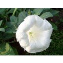 50 seeds of Datura innoxia, thorn-apple, downy thorn-apple, Indian-apple, innoxia