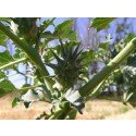 Datura ferox , Chinese' thornapple, Large thornapple seeds