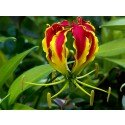 30 seeds of Gloriosa superba, flame lily, climbing lily, creeping lily, glory lily, fire lily 