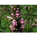 Leonurus sibiricus, Siberian motherwort, Marihuanilla, Honeyweed