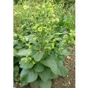 Nicotiana rustica, Aztec tobacco, wild tobacco, seeds