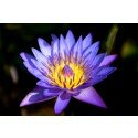 Nymphaea caerulea - Sacred-Blue-Water-lily - Egyptian-Blue-Water-lily seeds