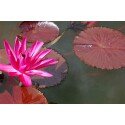 Nymphaea rubra, Pink Water lily seeds