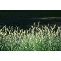 5000 seeds Carnarygrass (Phalaris arundinacea)