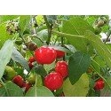 Solanum uporo, cannibal tomato or poro poro seeds