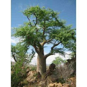 Moringa stenopetala seeds, Cabbage tree
