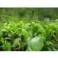Camellia sinensis var assamica, Assam-Tea