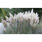 Cortaderia selloana pampas grass seeds (white)