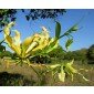 Gloriosa lutea, Climbing-Lily, Yellow Flame Lily
