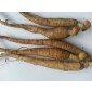 Panax Ginseng viable bareroots for plantation, better than seeds, Ginseng plants