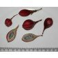 Passiflora capsularis, passion flower seeds