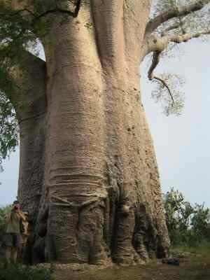 5 Samen Adansonia za - afrikanischer Affenbrotbaum - Baobab - selten