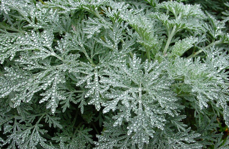 Artemisia absinthium, Wermut Großblättrig, 5000 Samen
