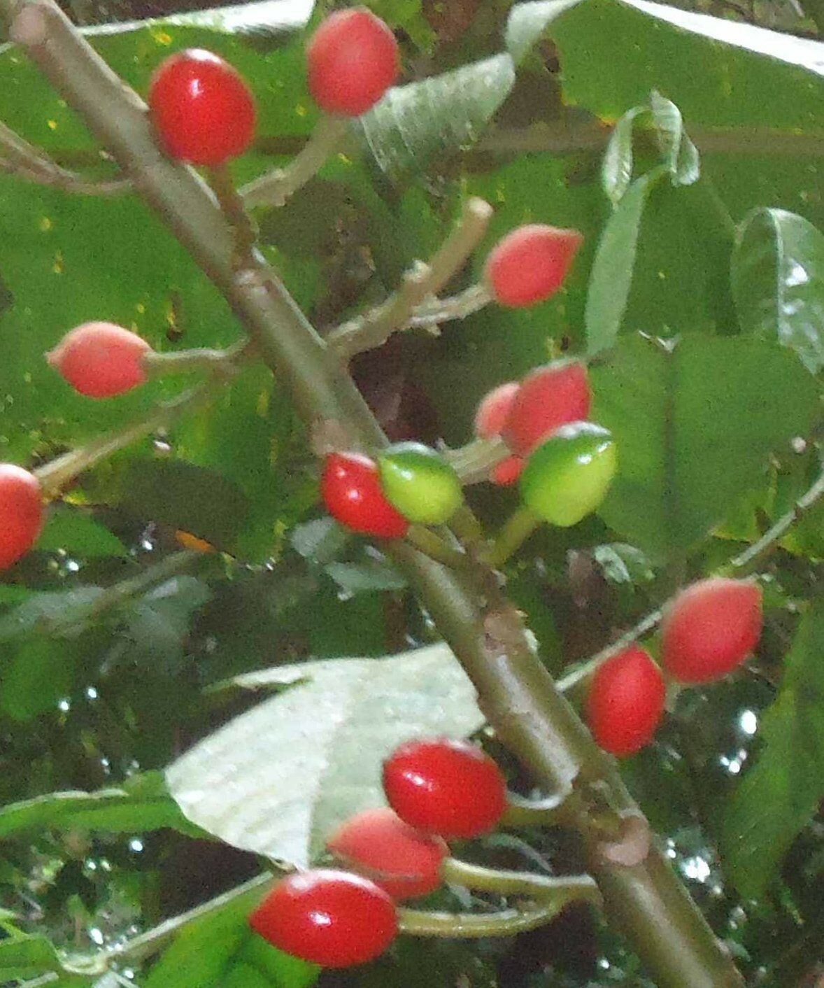 Carica microcarpa ssp. baccata, Papaya, Melonenbaum 20 Samen
