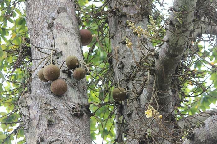 Couroupita nicaraguarensis, Kanonenkugelbaum Selten