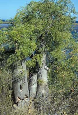 Madagaskar Flaschenbaum