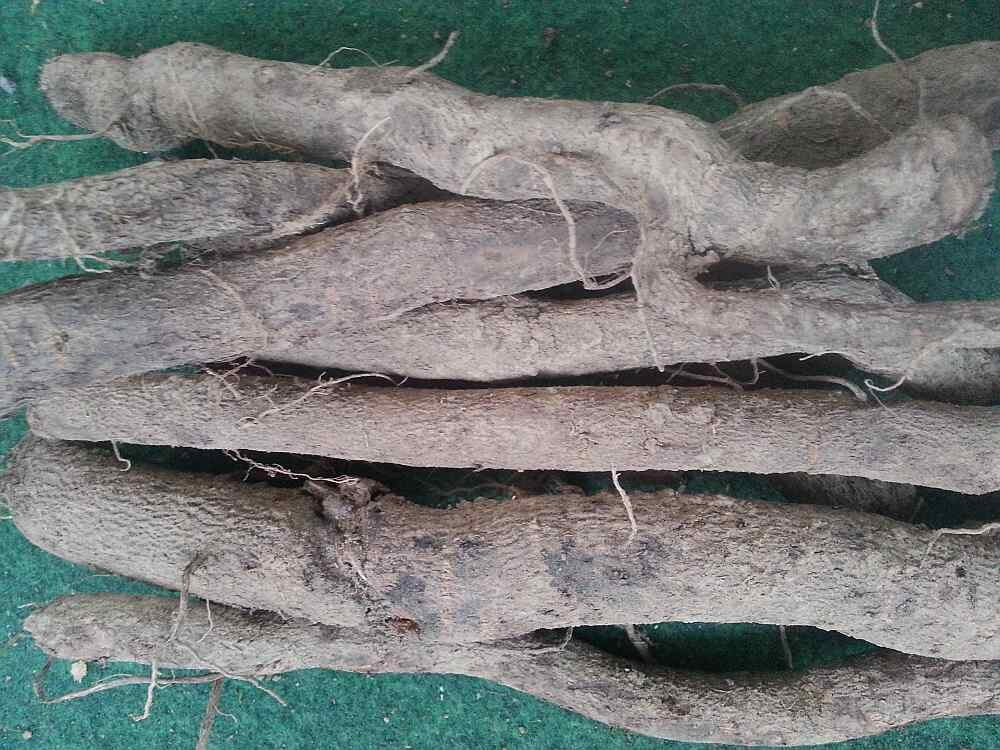 paulownia wurzelstecklinge kiribaum
