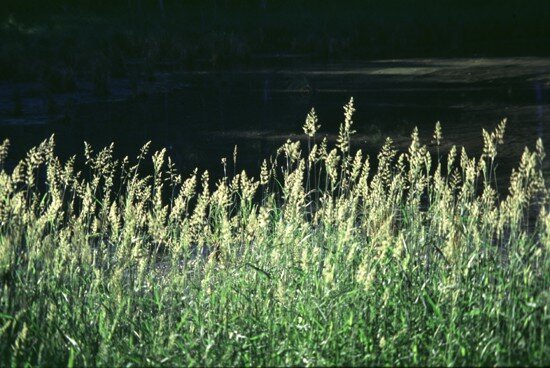 5000 Samen Rohrglanzgras (Phalaris arundinacea), Havelmielitz