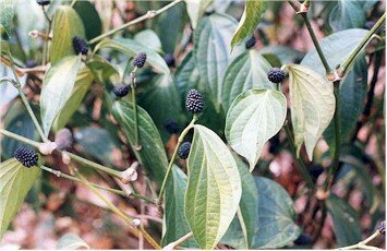 Piper peepuloides Samen, Langer Pfeffer, Himalaya Pfeffer