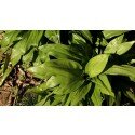 Allium ursinum, Bärlauch, 100 Samen