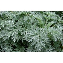 Artemisia absinthium, Wermut Großblättrig, 5000 Samen