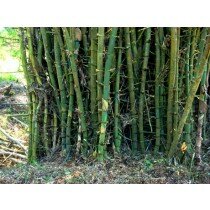 Riesenbambus Bambusa arundinacea/bambos, schnellwüchsiger Bambus 