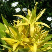 Gelber Enzian, Gentiana lutea, geschützte Heilpflanze