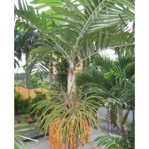 Ptychosperma macarthurii Samen palmensamen