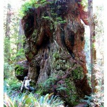 Mammutbaum - Sequoiadendron giganteum, einer der größten Bäume der Welt!!