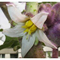 Solanum quitoense, Naranjilla, Lulo Samen