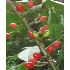 Carica microcarpa ssp. baccata, Papaya, Melonenbaum 20 Samen