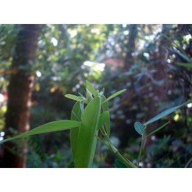 Codariocalyx motorius (Desmodium gyrans), Samen der Telegraphenpflanze, tanzende Pflanze