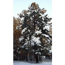 Sibirische Zeder, Zirbelkiefer, Pinus siberica, 20 Samen
