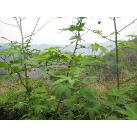 Rubus chingii suavissimus, Chinesisches Süßblatt