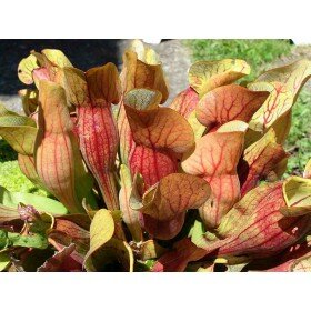 Sarracenia purpurea Samen, fleischfressende Rote Schlauchpflanze