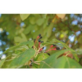 10 frische Samen Sassafras albidum - Sassafrasbaum - Nelkenzimtbaum