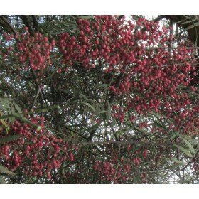 Schinus molle Samen, Peruanischer Pfefferbaum