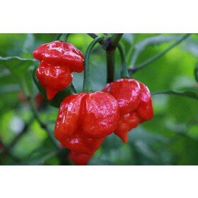 Trinidad Scorpion red Chili Samen - sehr scharf!