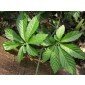 "7-leave" Jiaogulan, Pflanze der unsterblichkeit, Gynostemma pentaphyllum, "7-blättrig", Selten!