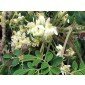 Moringa Oleifera, Wunderbaum, Meerrettichbaum Samen