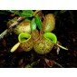 Nepenthes ampullaria Samen, Kannenpflanze, Karnivore, Fleischfressende Pflanze