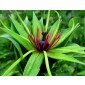 Paris polyphylla, Einbeere, Zao Xiu, Rhizoma paridis, Rhizom (Wurzelstock) statt Samen