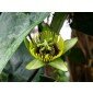 Passiflora coriacea - Samen der Fledermauspassionsblume