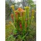 Sarracenia oreophila Samen, fleischfressende Grüne Schlauchpflanze