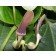 aristolochia tagala pfeifenblume