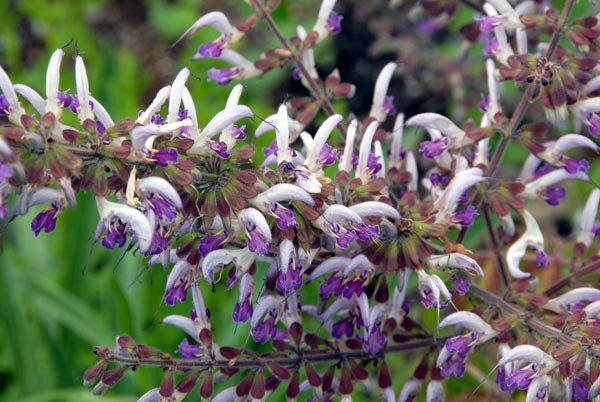 seeds of Salvia militiorrhiza, known as red sage, chinese sage, hardy Sage